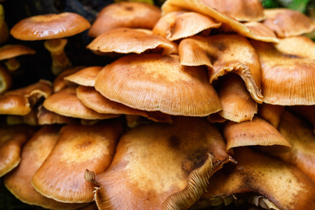 Close up of mushroomsの写真素材