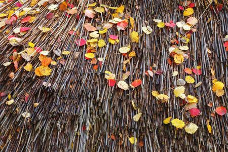 Autumn leaves on a roof of reedsの写真素材