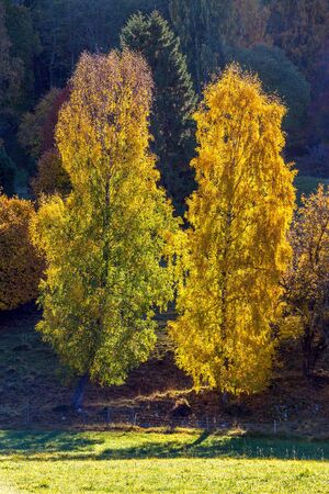 Tree in autumn colors against the light at the pastureの写真素材