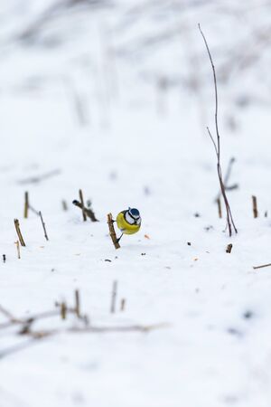 Blue tit on a blade of grass with snowの写真素材