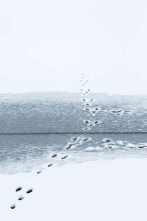 Rabbit tracks in the ice on the lakeの写真素材