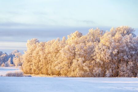 Birch tree woodland with hoarfrost in a wintry cold rural landscapeの写真素材