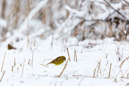 Yellowhammer who sits in the snow on the groundの写真素材