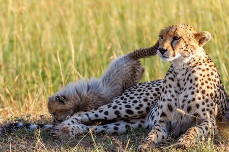 Cheetahs with a playful cub lying in the grass at the savannahの写真素材