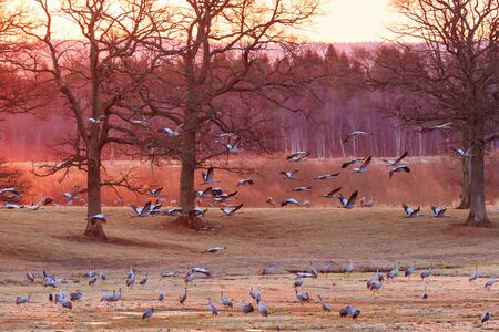 Cranes flying over the field in the dawn lightの写真素材