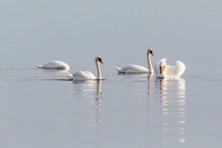 Mute swans swimming in the sea bayの写真素材