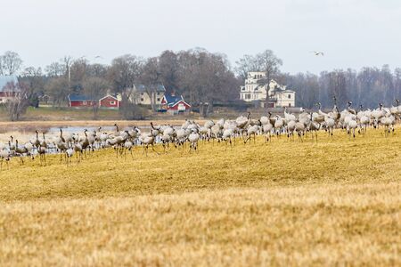Flock of cranes grazing on a fieldの写真素材