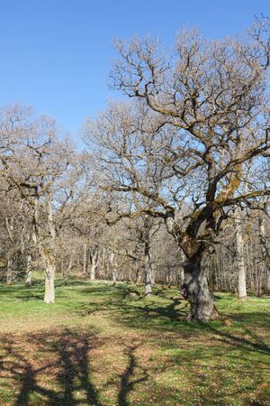 Old oak trees in spring pastures