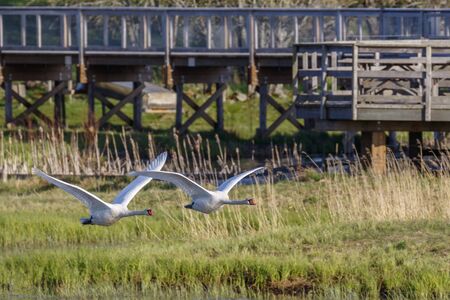 Mute Swans flying beside a footbridgeの写真素材
