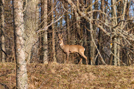 Buck deer with large horn in the woodsの写真素材