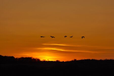 Cranes that fly in the evening lightの写真素材