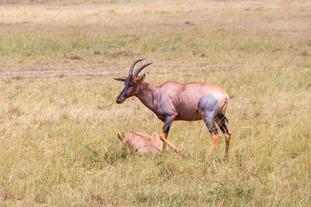 Topi with calf lying in the grassの写真素材