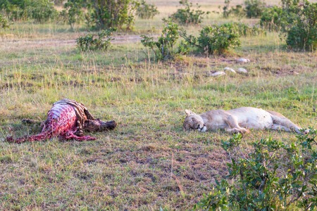 Lion is sleeping after a hunt and meal on the savannahの写真素材