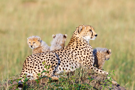 Cheetah lying and posing with her young cubsの写真素材