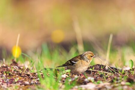 Female Chaffinch sit on the groundの写真素材