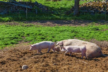 Pigs and piglets in the pastureの写真素材