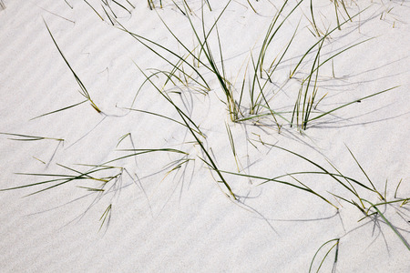 Grass turf in the sandの写真素材