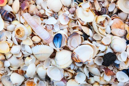 Lots of seashells on a beach