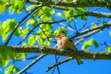 Colorful chaffinch in a treeの写真素材