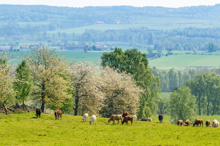 Grazing cows on a meadow in the spring with a view of the landscapeの写真素材