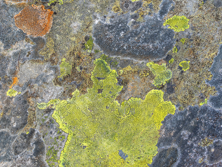 Map lichen on a rock as a abstract patternの写真素材