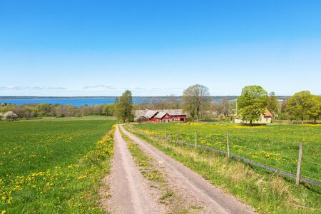 Dirt road to a farm with a flowering meadows and viewsの写真素材