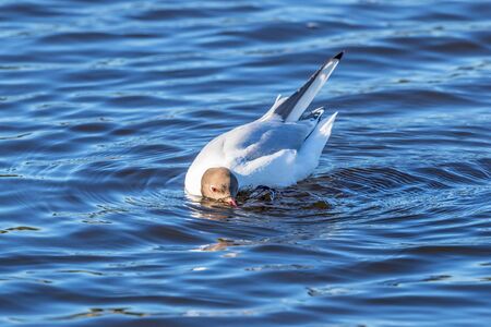 Black-headed gull dipping its beak into the water
