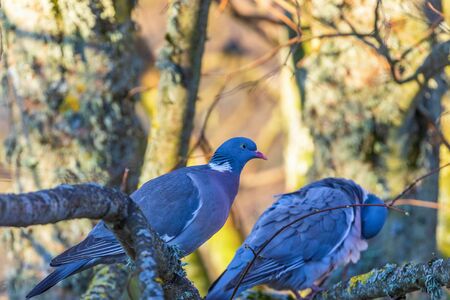 Pair of Wood pigeons sitting on a tree branchの写真素材