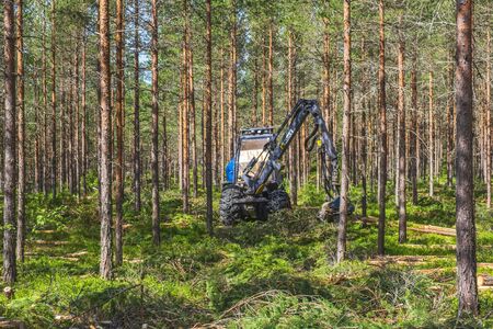 Harvester working with thinning in a pine forestの写真素材
