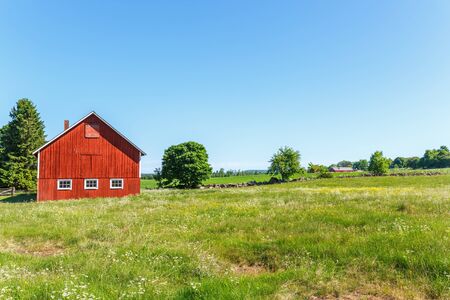 Flowering summer meadow in a rural landscape with a barn