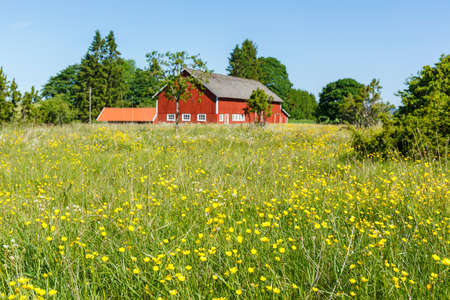 Flowering meadow with a farm in the backgroundのeditorial素材