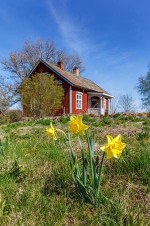 Daffodil flowers bloom in a garden with a red cottageのeditorial素材