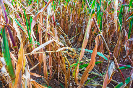 Cornfield stalks with autumn colors leaves