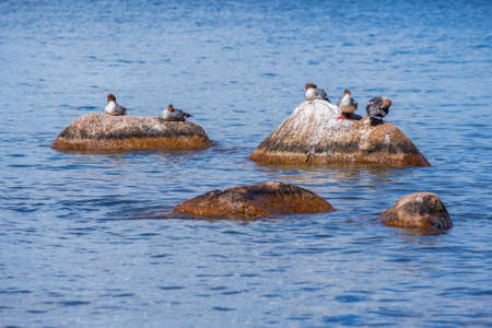Flock of Goosander birds resting on rocks in the waterの写真素材