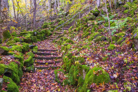 Nature trail with moss covered rocks and a stairs in a forestの写真素材