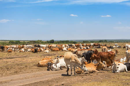 African cattle herded on the savannahの写真素材