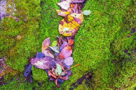 Green moss and fallen autumn leavesの写真素材