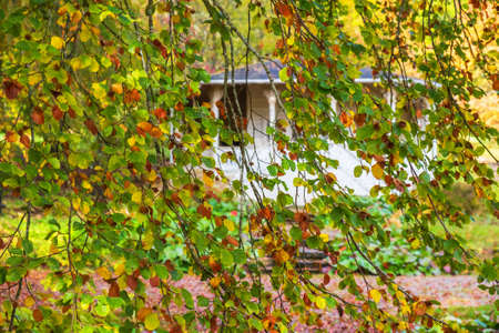 Hanging autumn branches in a gardenの写真素材