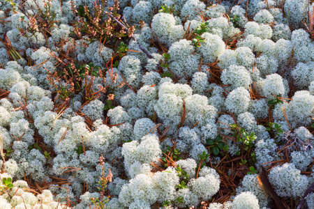 Cladonia Stellaris lichen on the ground in the forestの写真素材