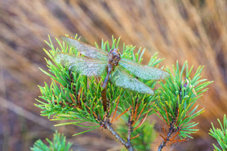 Dead Dragonfly lying on pine branch