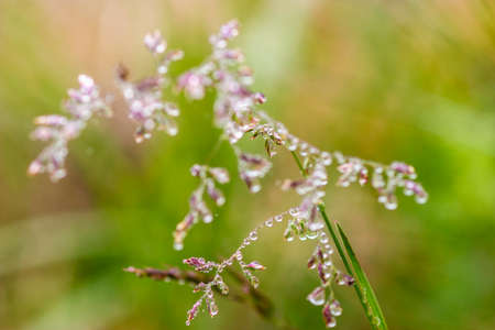 Morning dew drops on a blade of grassの写真素材
