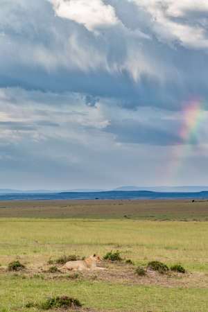 Lion on the savannah with storm clouds and a rainbowの写真素材