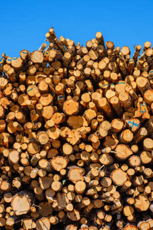 Stacked timber logs in sunlight
