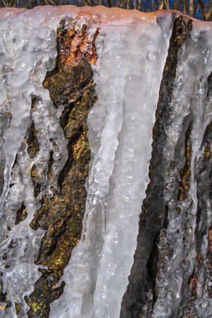Icicles on a tree stumpの写真素材