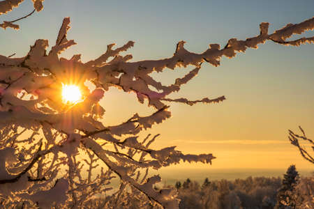 Beautiful sunset with sunbeams shining through tree branches