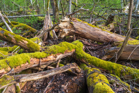 Old rotten tree trunks with mossの写真素材