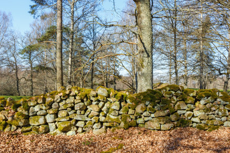 Old mossy stone wall in a forestの写真素材