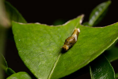 Citrus caterpillar relaxing on leaf also known as lemon tree caterpillarの写真素材