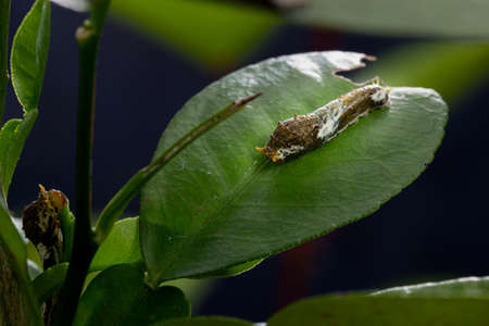 Citrus caterpillar relaxing on leaf also known as lemon tree caterpillarの写真素材