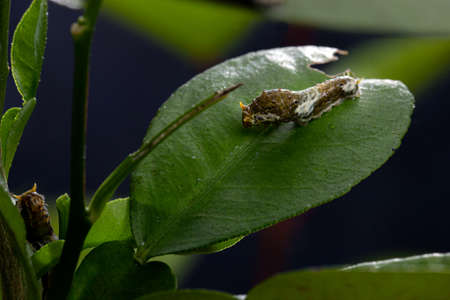 Citrus caterpillar relaxing on leaf also known as lemon tree caterpillarの写真素材